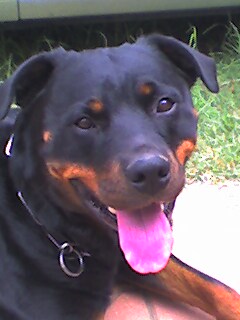 Roya