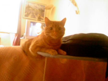 Mon Chat d'Amour !!